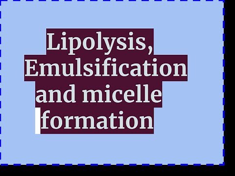 Lipolysis, emulsification and micelle formation