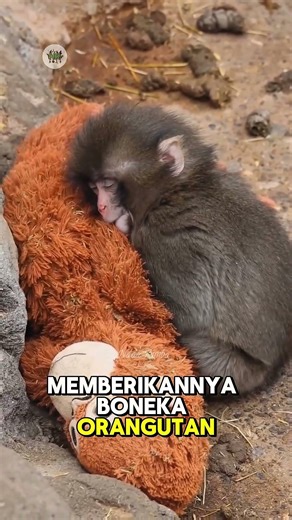 Kisah Singkat Monyet yang Terlantar (Punch)