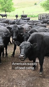 Farmers Are Breeding Hybrid Dairy Cattle to Sell for Meat