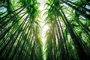 Process refractometers for Sugar concentration | JWII