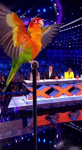 American Got Parrots 🦜 😂😂 Very Nice #parrot #police #parrot #funny #fight #cute #reel #fbreelsvideo #reelsviralシfb #reelsvideo #fypreels #fypreelsシ゚ #fypreelsシ゚viralシ2025 #reel#reelsforyou #reelsföryou #reelsforyourpage❤️😍 #reelsforyourpage | Funny Parrot