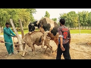 Cow mating | Bull and cow successful mating