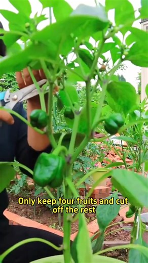 19K views · 271 reactions | Crucial management tips of growing peppers | Lee Yumi | Facebook