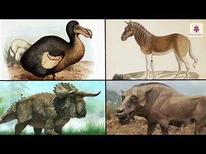 Animals in the Wild Video Lecture - Class 2