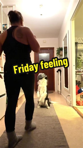 Freestyle routine to be. 🐕🎶 #hundfreestyle #dogdance #dogdancing #caninefreestyle #trickdog