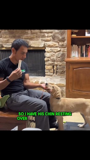 #retriever #dog #puppy Diesel doing a foundation exercise for #birddogtraining #birddog #huntingdog | Dog Training is my Passion