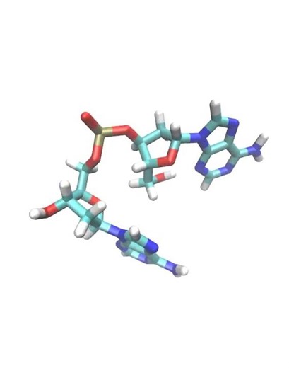 dApdA Dinucleotide Dynamics