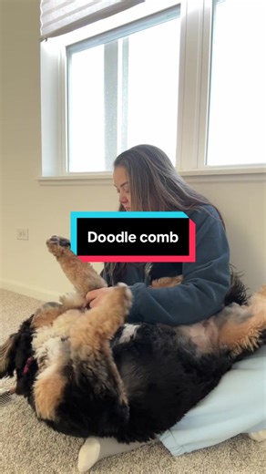 Essential Dog Grooming Tips for a Healthy Coat