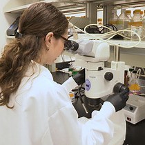 Automated Follicle Quantification in Mouse | JoVE Journal