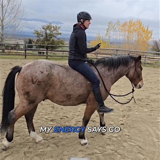 25K views · 160 reactions | Want your dog to be sensitive to your leg movements? Use a supporting cue. A gentle leg squeeze combined with focused energy can communicate 'go'. It's all about connection and clear signals. #DogTraining #LegCues #SensitiveDog #DogCommunication #PositiveReinforcement | Mastery Horsemanship | Facebook