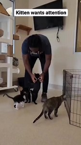 This is Meteor! He immediately won me over with his wild face and squeaky meows 😂 Meteor is one of thousands of animals looking for a loving family to join. National Pet Adoption Weekend is September 16-18 and @bestfriendsanimalsociety is partnering with over 650 shelters and rescue groups to encourage adoptions. Many shelters are full, by adopting this weekend, you give a lucky dog or cat a home and create space for another animal to be rescued! #BFinspired #SaveThemAll #adopt #foster #animalr