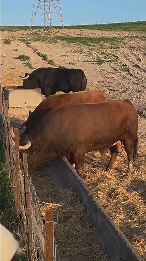 Laborioso Explorador y Cautivo Toros de Domecqbohorquez en la hora del desayuno 🥣🐃🐂🐃 #youtubeshorts