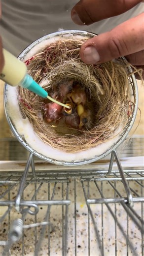How I feed my 4-5 day-old canary chicks ✨🐥#ThrBirdMentor