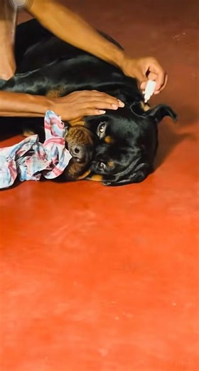 😍❤️😬🥰😂 #fypシ゚viral #dooge #dooge #fypシ #love #sweet #funny #trending #tiktok #trendingshorts