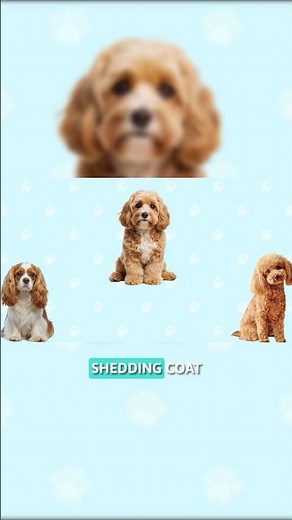 Cavapoo Grooming Guide: What is a Cavapoo?