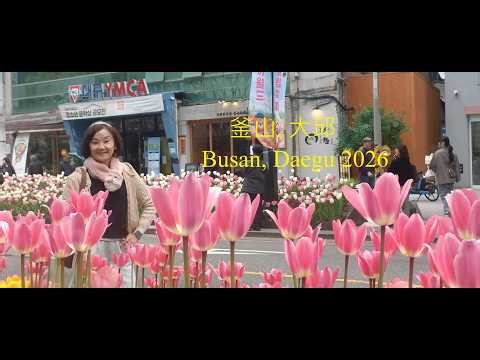 2026 韓國之旅－釜山, 大邱 Korea trip - Busan, Daegu