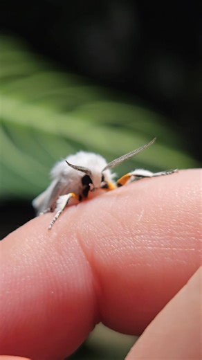 This sweet little creature doesn't even seem real. The Virginia Tiger Moth (Spilosoma virginica) is a small moth from the United States and Southern Canada, and is a pretty common friend on my front porch in the late summer and fall. Those big antennae indicate that this species is a male pheromone-sensing moth- they use these antennae to find females of their species! | The Feathered Naturalist
