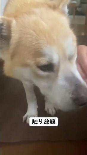 受け入れる。#doggielife #doggo #大型犬のいる生活 #癒し #rescuedog #愛犬 #保護犬を家族に #dogvideos #doglove