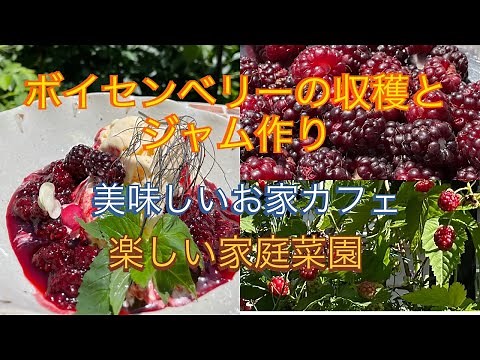 #ブラックベリー#ラズベリー#家庭菜園 お庭のボイセンベリーの収穫とジャム作り 美味しいお家カフェ 楽しいガーデニング