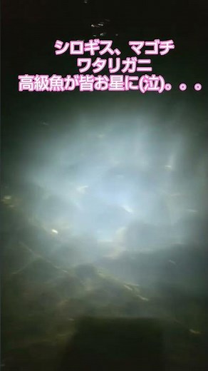 青潮2025 #釣り #青潮 #グルメ #料理 #マゴチ釣り #シロギス #fishing #アクアリウム #ワタリガニ