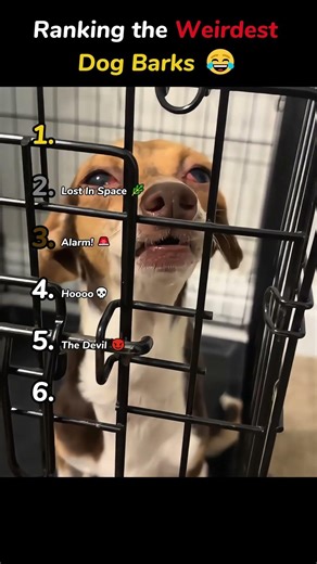 Ranking the Weirdest Dog Barks 😂🐶