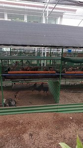 Brooder-Grower for Philippine native chicken | Philippine Native Chicken