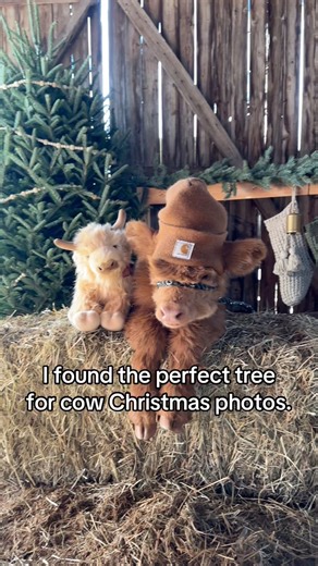 I stopped by Trinity Tree Company - Avery Farms in Avery county, NC to pick up a Christmas tree #wnc #nc #northcarolina #hurricanehelene | Happy Hens & Highlands Farm LLC