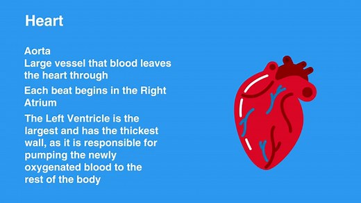 Normal Heart Anatomy and Physiology