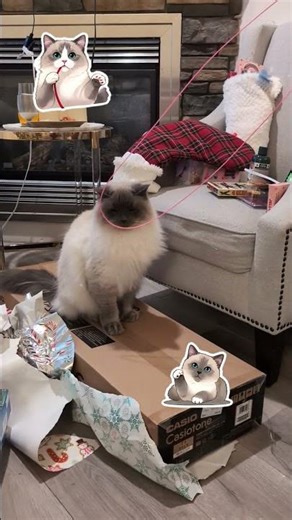 Cute kitty!.. he is crazy for zip string toy #cutecats #funnycats #cats