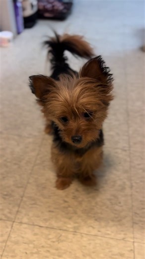 Yorkie Behavior: Why This Dog Follows You