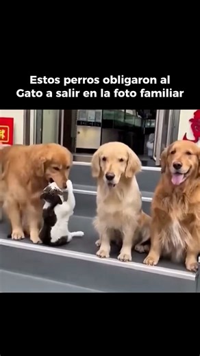 Los perros son amigables y leales, siempre buscan compañía y atención. Les encanta jugar y compartir tiempo con las personas. Los gatos, en cambio, son más independientes y reservados. Prefieren su espacio y muestran cariño solo cuando quieren. Cada uno tiene su encanto: los perros dan amor sin límites y los gatos lo hacen con elegancia y calma. #curiosidades #animals #animales #ciencia | Ciencia de la vida