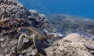 Google Maps goes deep with underwater Street View - UPI.com