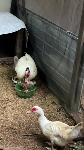 Muscovy Duck Reproduction Explained