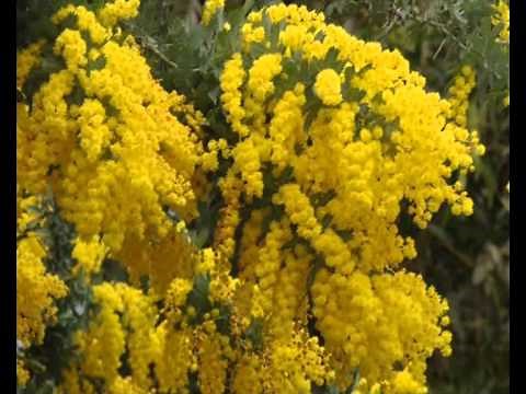 Wattle Trees Of Australia.wmv