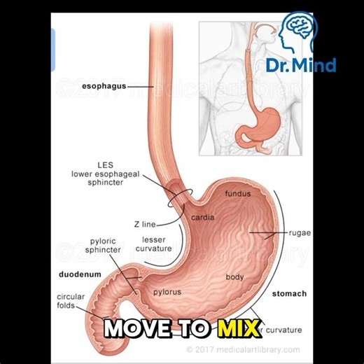 The Journey of Food Inside the Stomach