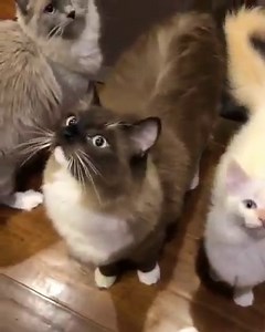 11K views · 373 reactions | Katzensprache lernen - was wollen uns die Katzen sagen? | Ich bin glücklicher Katzenbesitzer | Facebook