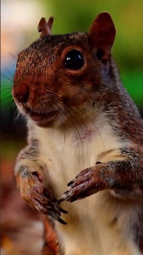 Squirrel Eating Acorns Close-Up 🐿️🌰