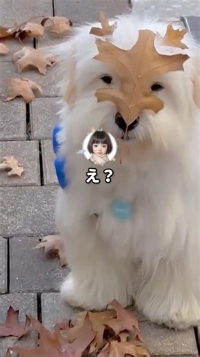 [Refreshing] "Cleaning is such a pain..." Maeda's honest thoughts revealed...lol