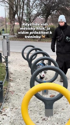 This dog doesn't get distracted, he gets better #bordercollie #training #dogshorts #dogcoach