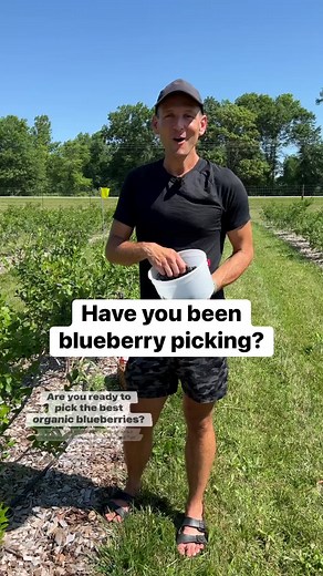 127K views · 2.8K reactions | I went blueberry picking yesterday (at my favorite local organic blueberry farm Blueberry Bottom) and I had to prevent myself from picking gallons of berries! Here are some things to know about blueberry picking! | Wyse Guide | Facebook