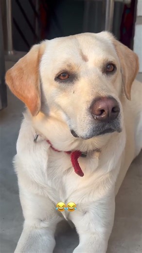 No reaction #funnydog #viraldog