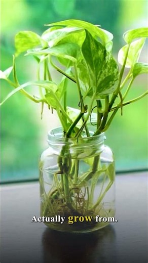10 Reasons Pothos Cuttings Fail to Root + Simple Fixes That Actually Work