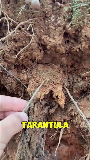 The Invisible Tarantula Nest!
