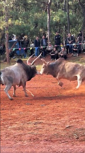 ⚔️ Legendary Ox Fight in the Village – You Won’t Believe the Ending!