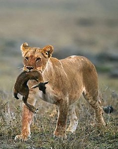 156K views · 1.3K reactions | 22 Situations Of Animals Fiercely Attacking Their Prey Caught On Camera 女vs | Eating Sounds | Facebook