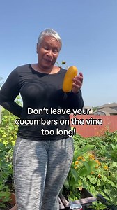 Leaving cucumbers on the vine for too long can result in overripening. They may become yellow, oversized, and even develop a tougher texture. By harvesting them at the right stage, when they're firm and evenly green, you'll ensure a perfect crunch and texture for all your culinary creations!Remember, harvesting cucumbers at the right time ensures the best flavor, encourages more production, and prevents overripening. So, get them before they go wrong! #GardeningTips #cucumbers #CucumberHarvest #