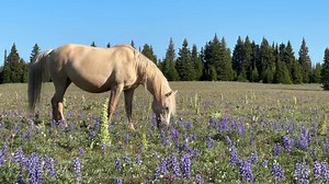 Clouds Legacy: Cloud was a wild stallion in the Pryor mountains. Ginger Kathrens followed Cloud from the time he was born until he died. She has done several PBS documentaries about his life called Cloud, Stallion of the Rockies. The palomino is his beautiful daughter Encore. Encore was born in 2013 and is the daughter of Cloud and Feldspar. She is shown here grazing with her 4 year old son and her yearling Windsong. They are both currently with Chief Joseph. Tor is the son of Encore and Knight 
