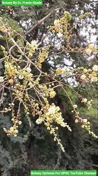Acacia leucophloea - Mimosaceae Family - Deciduous Tree - White Bark - Botanical description