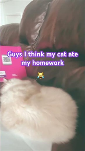 My cat ate my homework #cat #kitten #funny #fyp