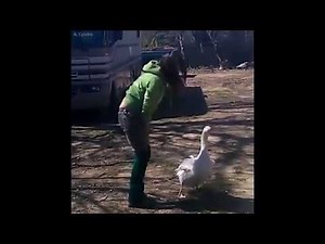 Goose Greets Owner With A Hug